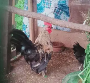 Bantam Chickens