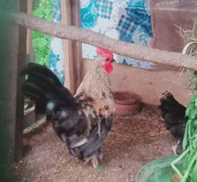 Bantam Chickens