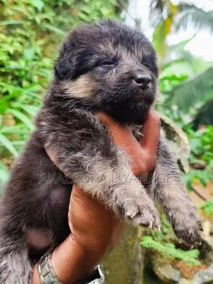 German Shepherd