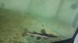 Hybrid Catfish