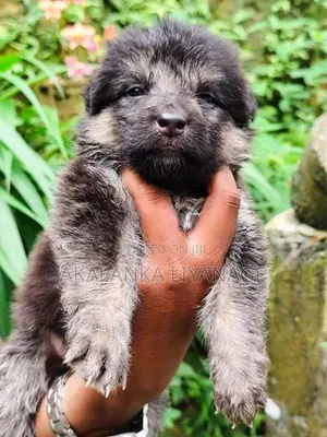 German Shepherd