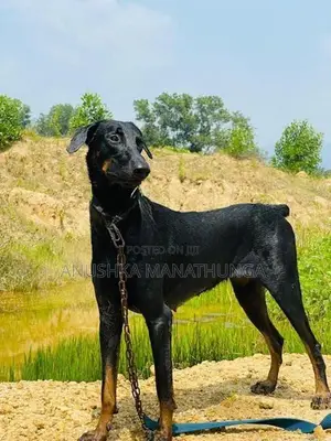 Doberman Pinscher