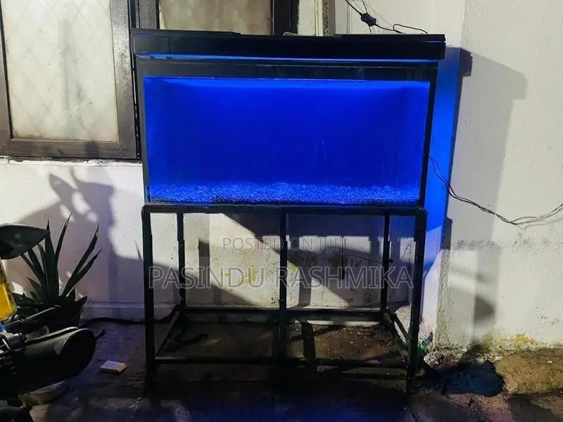 Fish Tank