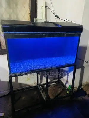 Fish Tank