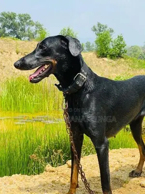 Doberman Pinscher