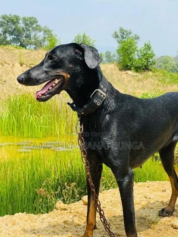 Doberman Pinscher