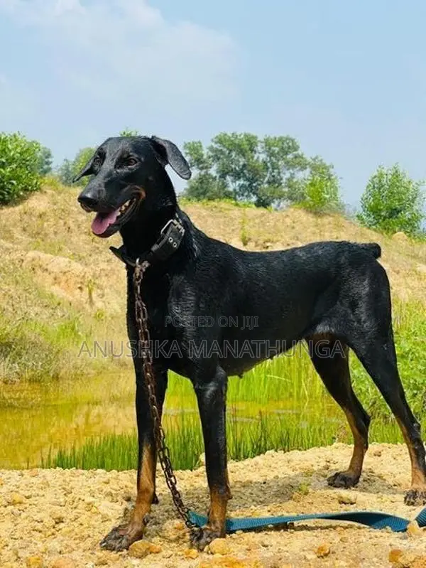 Doberman Pinscher