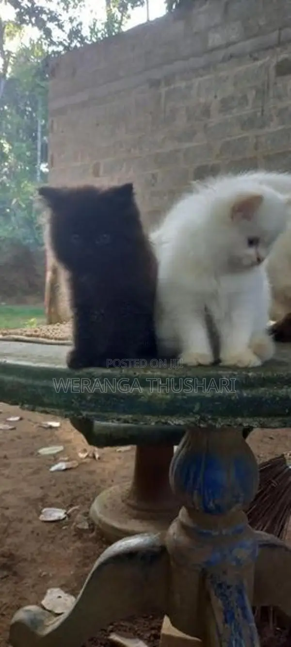 Parsian Cat
