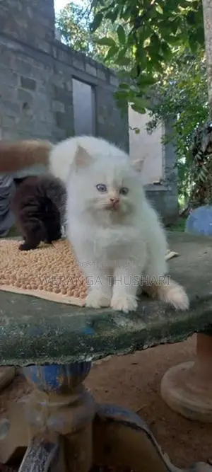 Parsian Cat