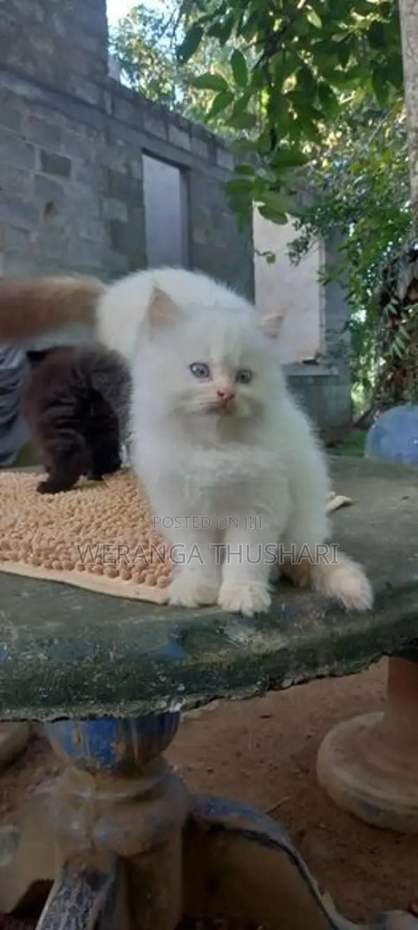 Parsian Cat