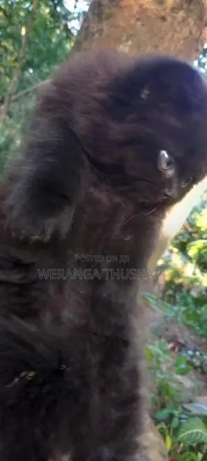 Parsian Cat