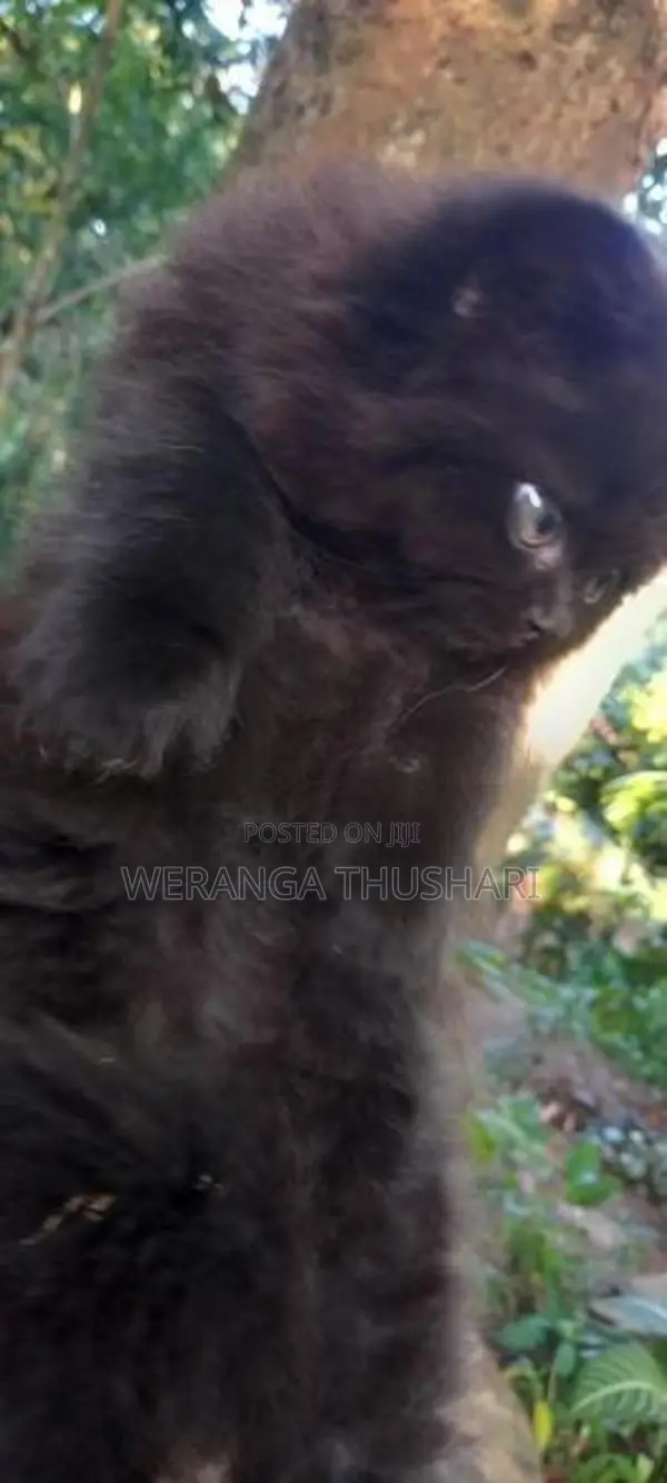 Parsian Cat