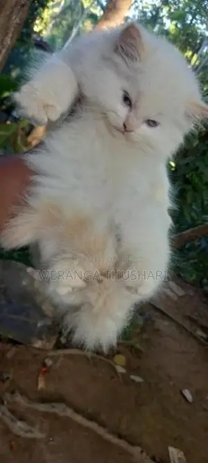 Parsian Cat