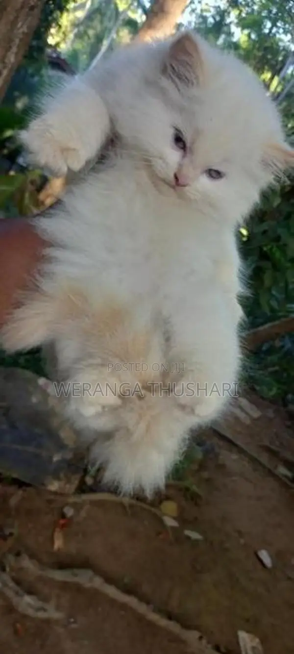 Parsian Cat