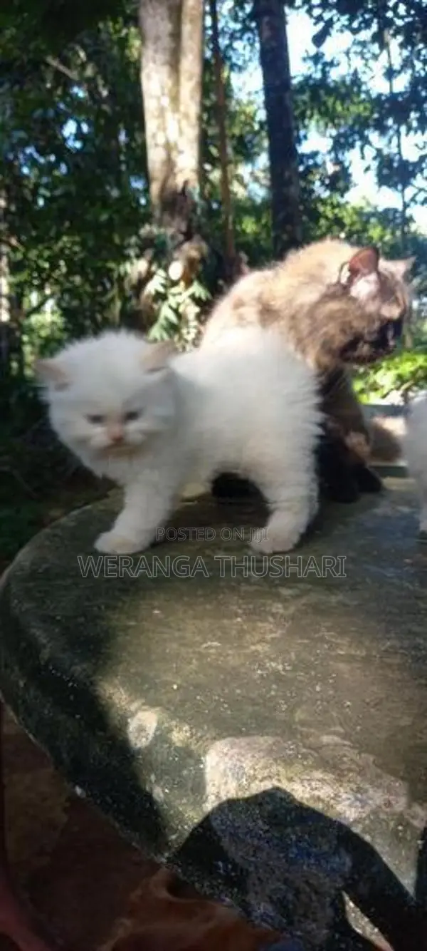 Parsian Cat
