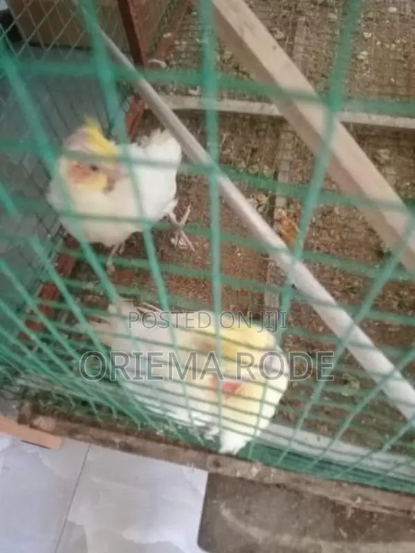 Cockatiel Birds
