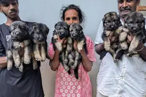 Garman Sherped Puppies
