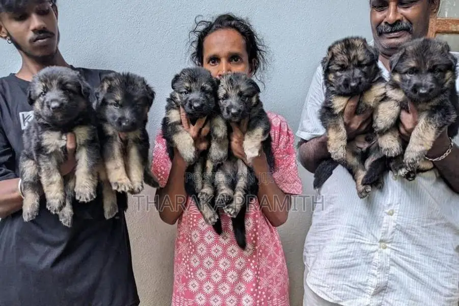 Garman Sherped Puppies