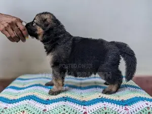 Garman Sherped Puppies