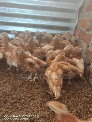 RIR පැටවු