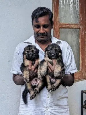 Garman Sherped Puppies