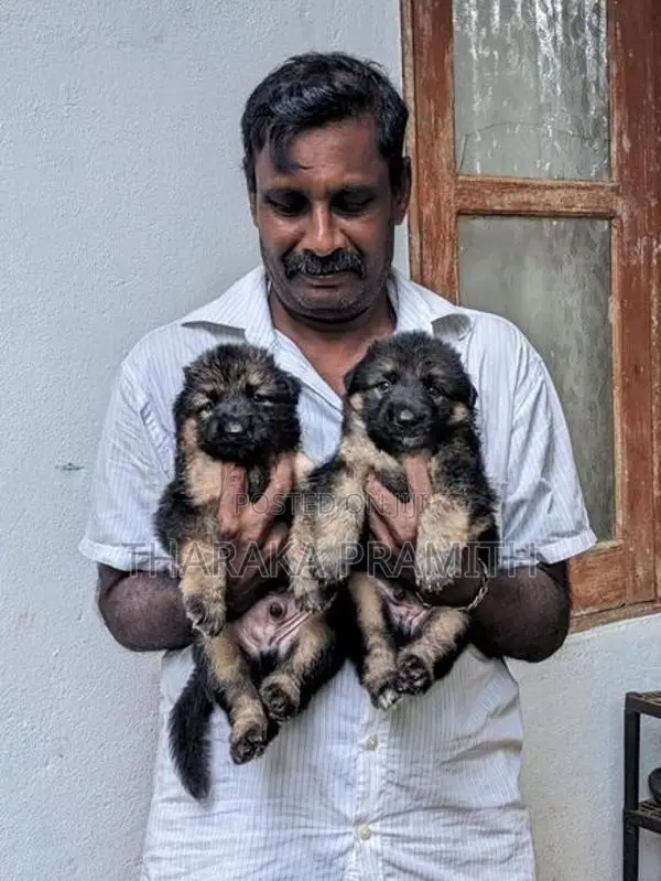 Garman Sherped Puppies