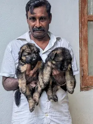Garman Sherped Puppies