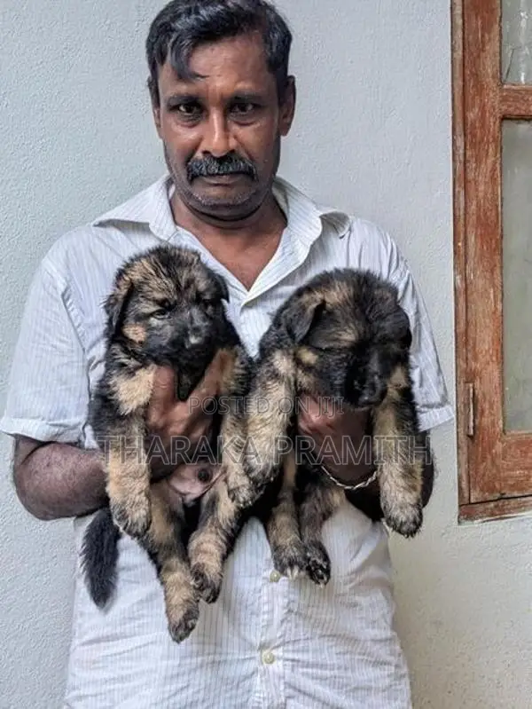 Garman Sherped Puppies