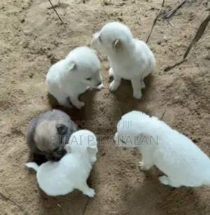 Pomeranian Puppies