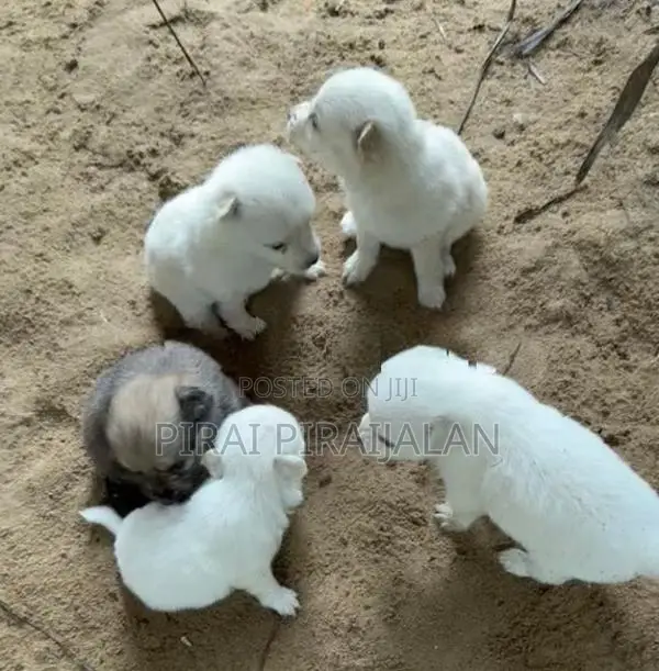 Pomeranian Puppies