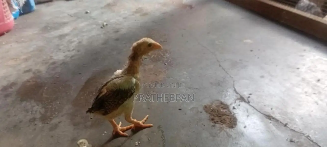 Farm Chicken