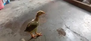 Farm Chicken