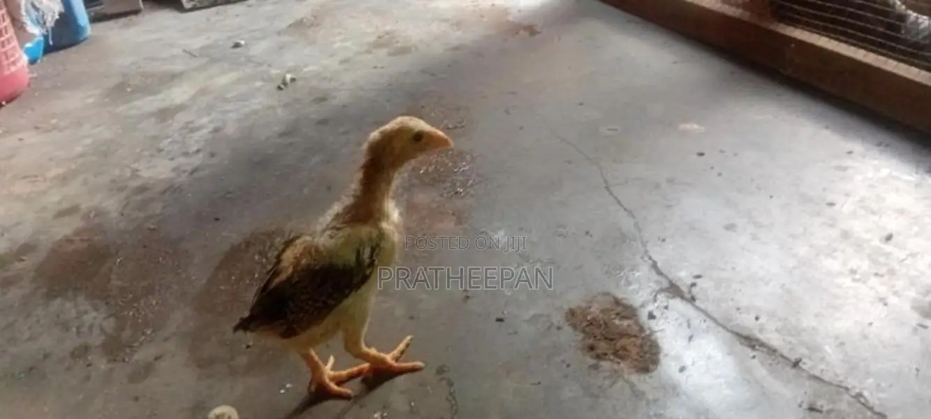 Farm Chicken