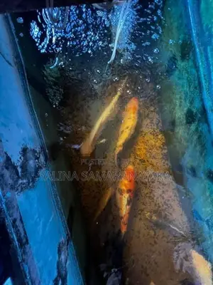 Aquarium Fishes with Fish Tank
