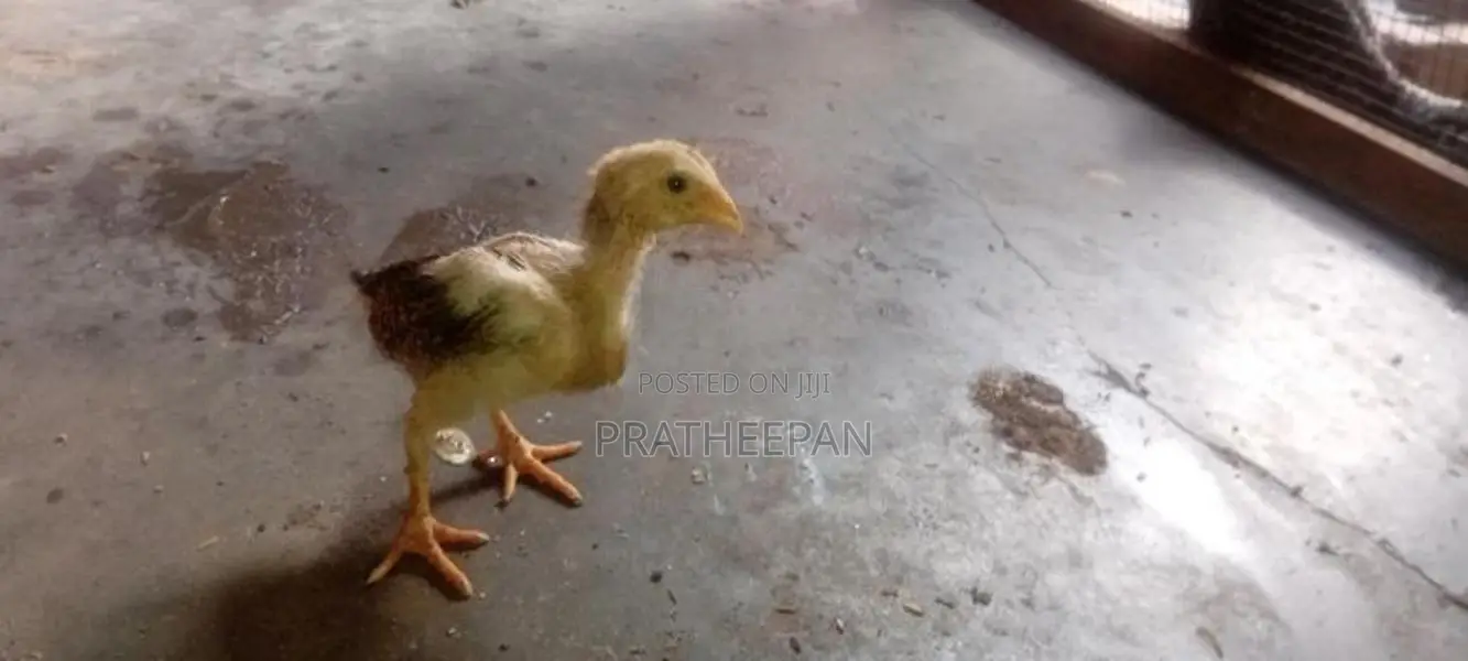 Farm Chicken