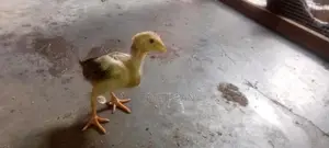 Farm Chicken
