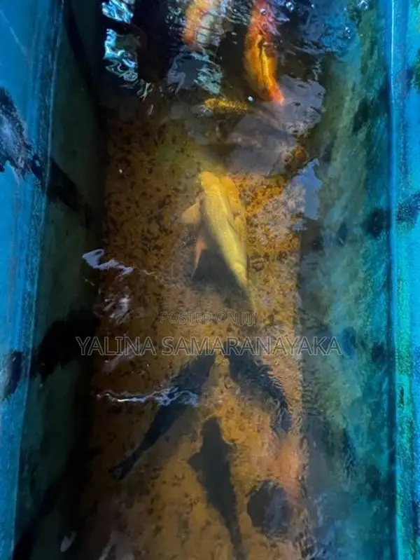 Aquarium Fishes with Fish Tank