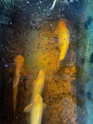 Aquarium Fishes with Fish Tank