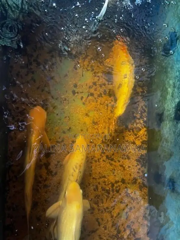 Aquarium Fishes with Fish Tank