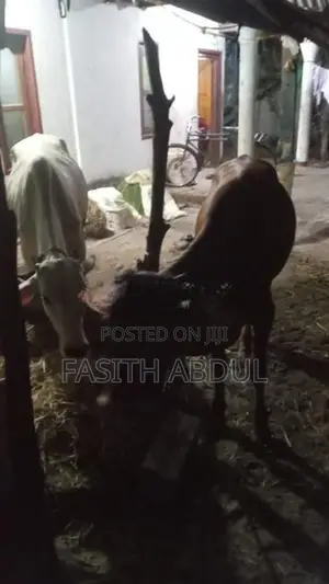 நாம்பன் மாடு