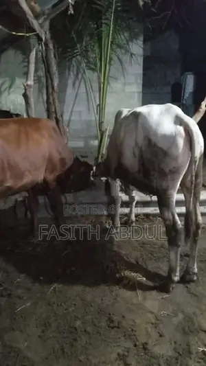 நாம்பன் மாடு