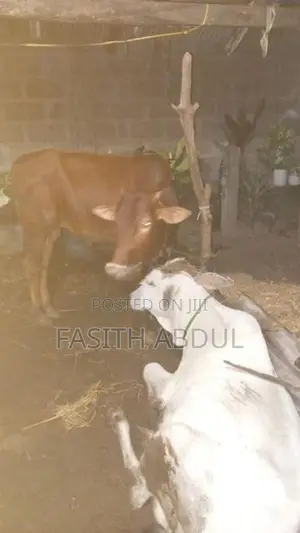 நாம்பன் மாடு
