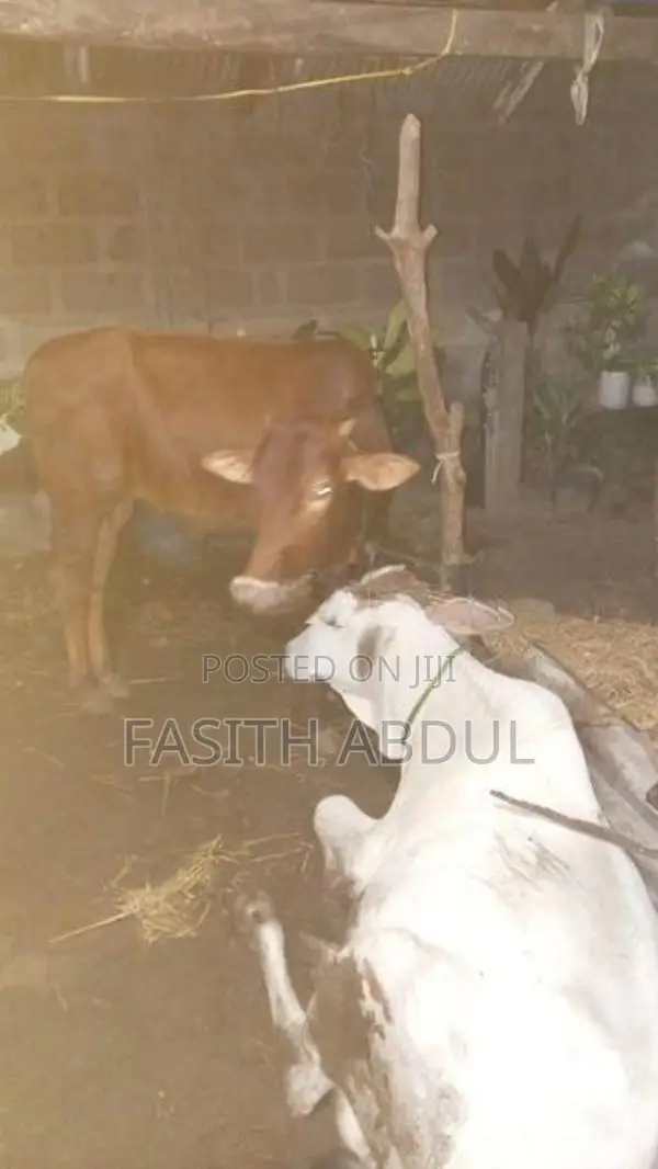 நாம்பன் மாடு