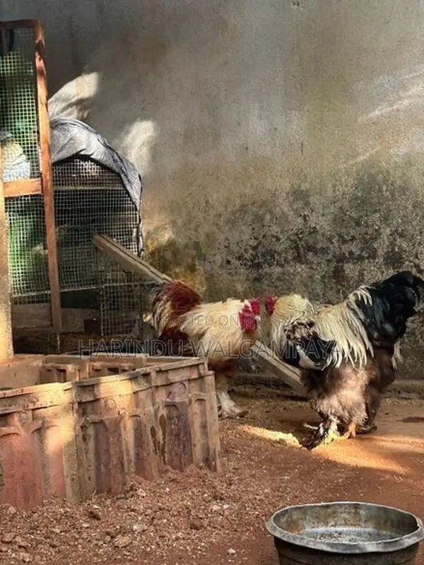 Bantam Chickens