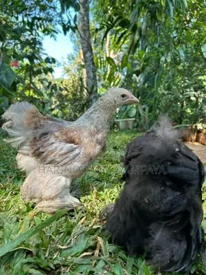 Bantam Chickens