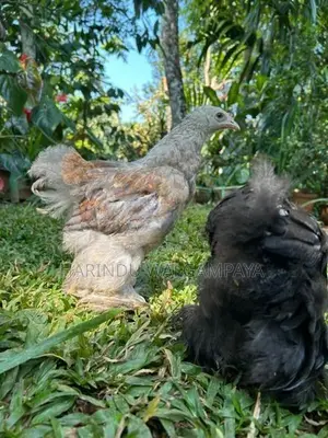 Bantam Chickens