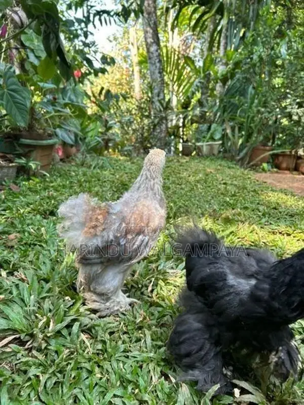 Bantam Chickens