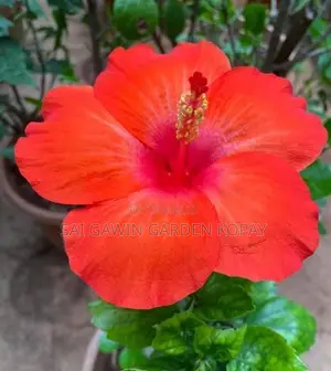 Hibiscus Flower Plant