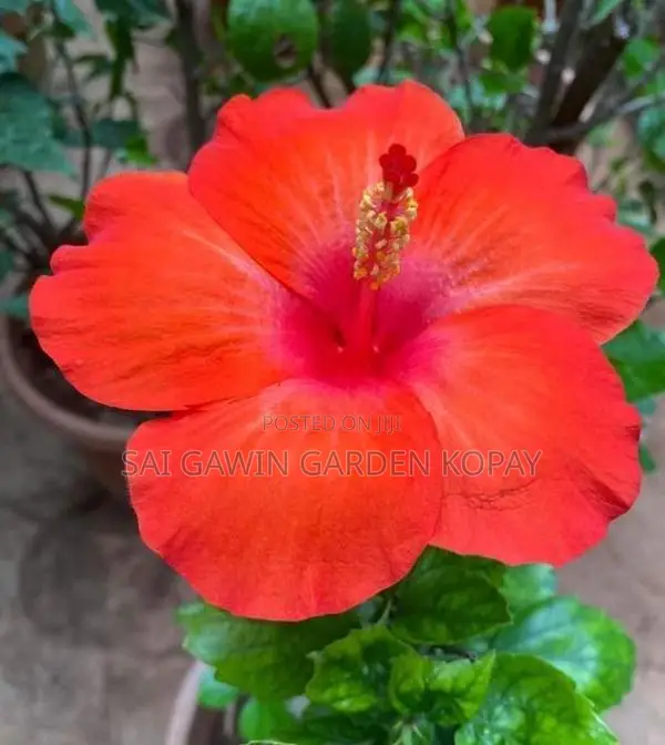 Hibiscus Flower Plant