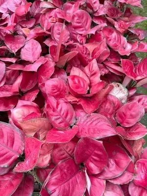Glaonema Pink Lady Chinese Evergreen Plant.